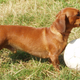 Esto es un perro salchicha, no un Bugatti.
Foto: Wikimedia Commons